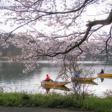 丹生湖桜